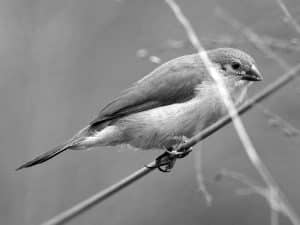 Top Spots - Birdwatching Tanzania’s Fawn-Breasted Waxbill