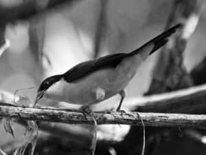 Top Spots - Birdwatching Tanzania’s White-Breasted Nigrita