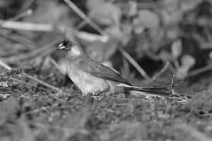 Top Spots - Birdwatching in Tanzania