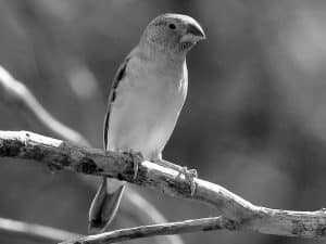 Top Spots - Birdwatching the African Silverbill in Tanzania