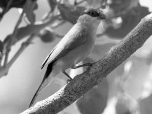 Top Spots - Birdwatching the Black-Rumped Waxbill in Tanzania