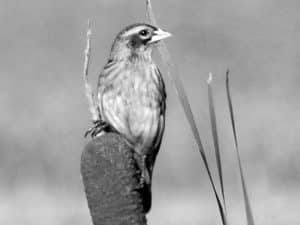 Top Spots - Birdwatching the Marsh Widowbird in Tanzania