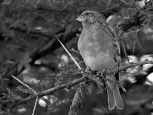 Top Spots - Birdwatching the White-Bellied Canary