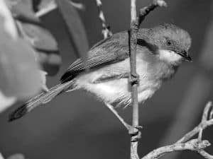 Top Spots Seeing the Yellow-Breasted Apalis in Tanzania