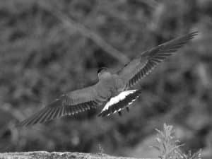 Top Spots - Where to See the Madagascar Pratincole in Tanzania