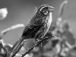 Top Spots - Where to See the Streaky Seedeater in Tanzania