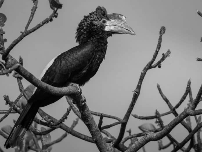 Unveiling the Beauty of Hornbills in Tanzania - A Close Encounter with Tanzania’s Exotic Birdlife