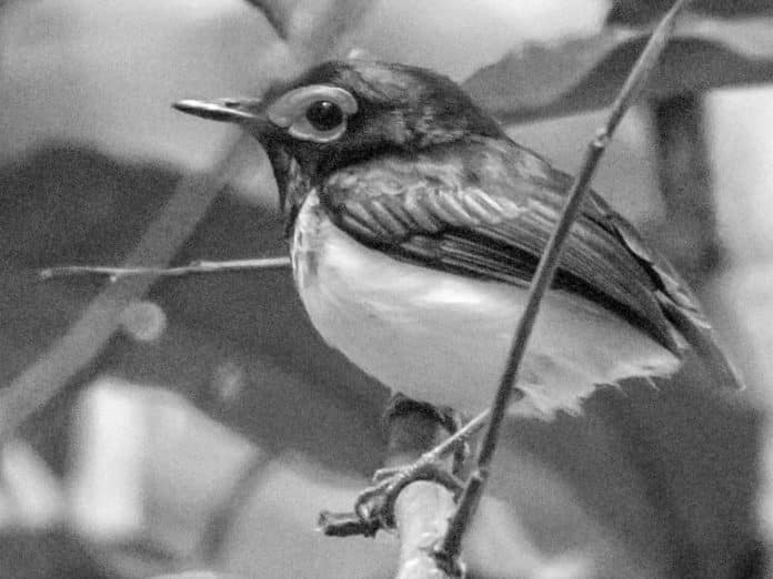 Unveiling the Enigmatic Jameson’s Wattle-Eye in Tanzania - A Rare Sight to Behold