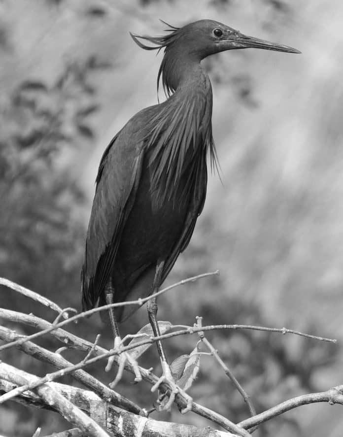 Unveiling the Mystique of the Black Heron in Tanzania’s Untamed Wilderness