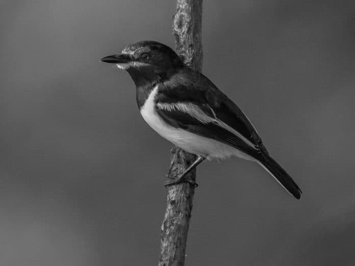 Unveiling the Secrets of the Brown-throated Wattle-Eye in Tanzania’s Breathtaking Wildlife