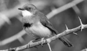 Vibrant Wonders - Appreciating the Yellow-Breasted Apalis in Tanzania