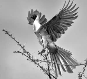 Bare-Faced Go-Away-Bird in Tanzania: Calling the Wild Plains Home ...