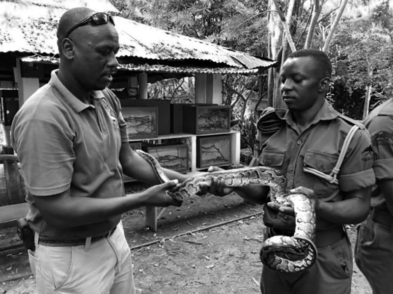 Snake Handling and Educational Demonstrations at the Meserani Snake Park Arusha Tanzania