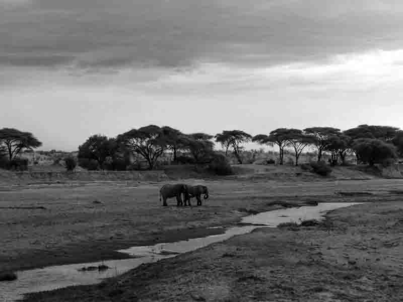 Ruaha National Park